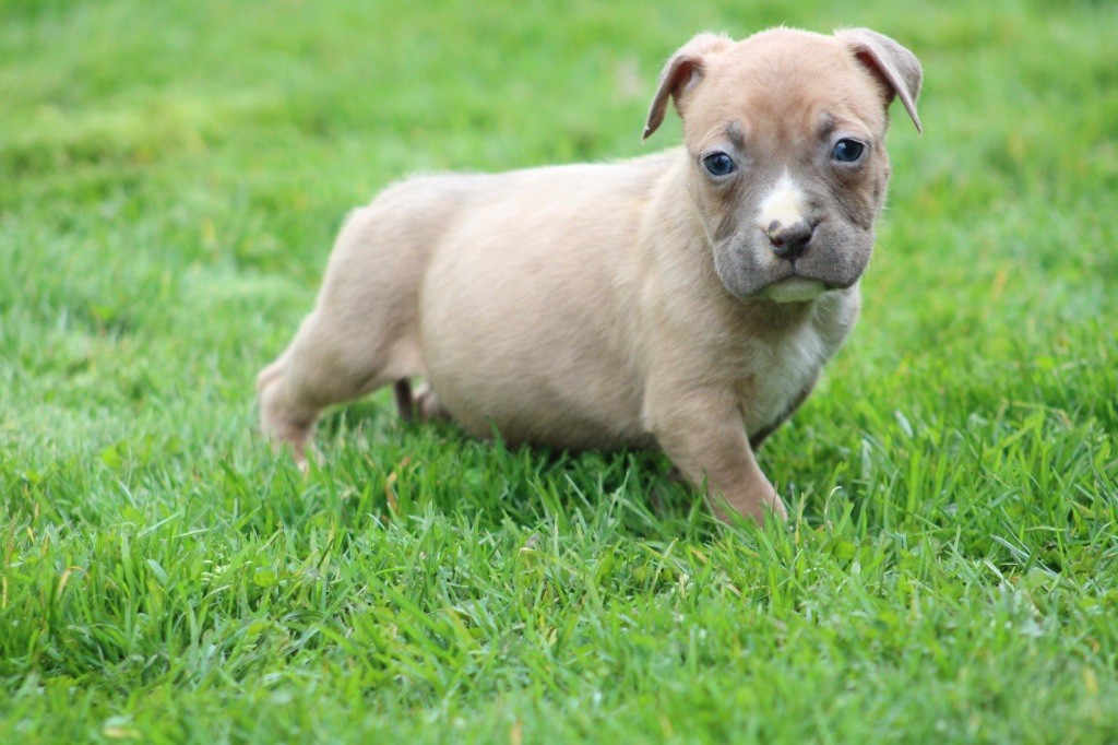 of Atomic Dog - Chiot disponible  - American Staffordshire Terrier