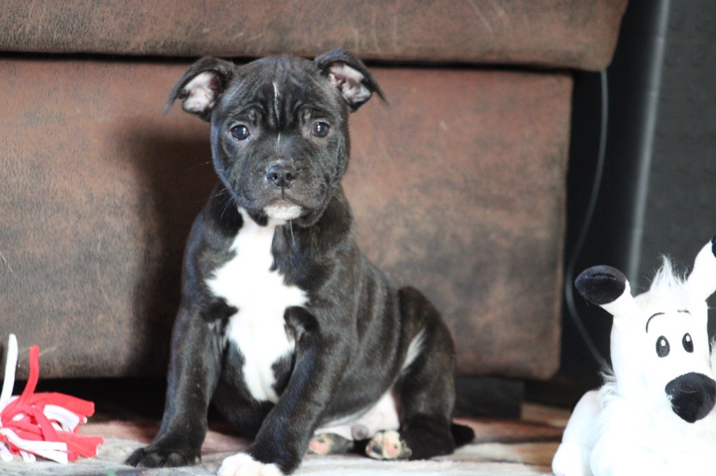 of Atomic Dog - Chiot disponible  - Staffordshire Bull Terrier