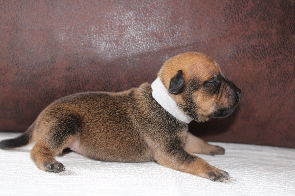 of Atomic Dog - Chiot disponible  - Staffordshire Bull Terrier