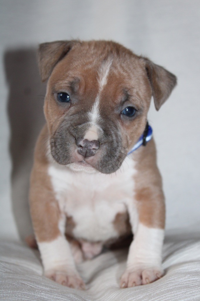 of Atomic Dog - Chiot disponible  - American Staffordshire Terrier