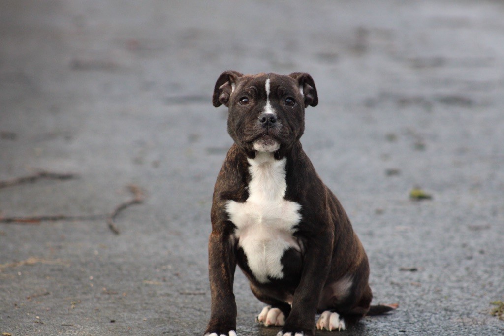 of Atomic Dog - Chiot disponible  - Staffordshire Bull Terrier