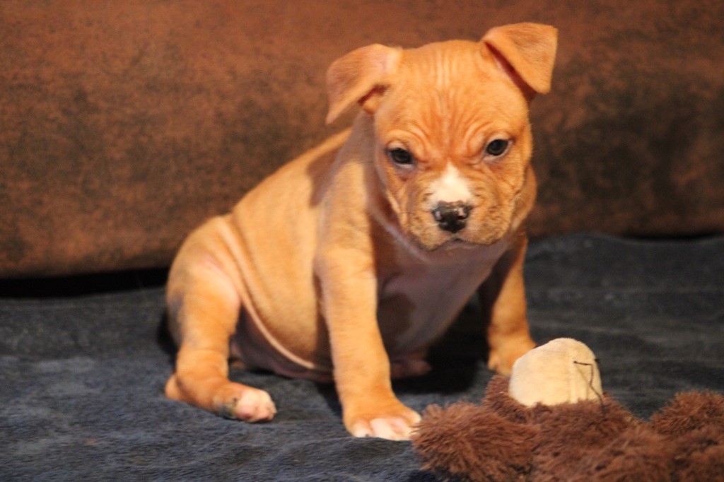 of Atomic Dog - Chiot disponible  - American Staffordshire Terrier