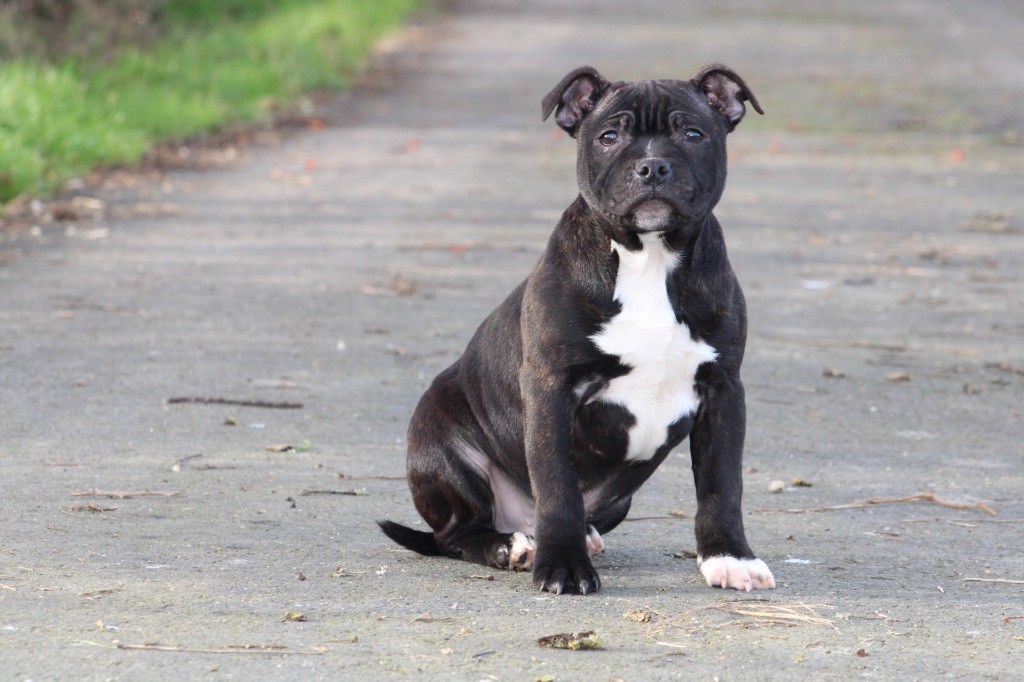 of Atomic Dog - Chiot disponible  - Staffordshire Bull Terrier