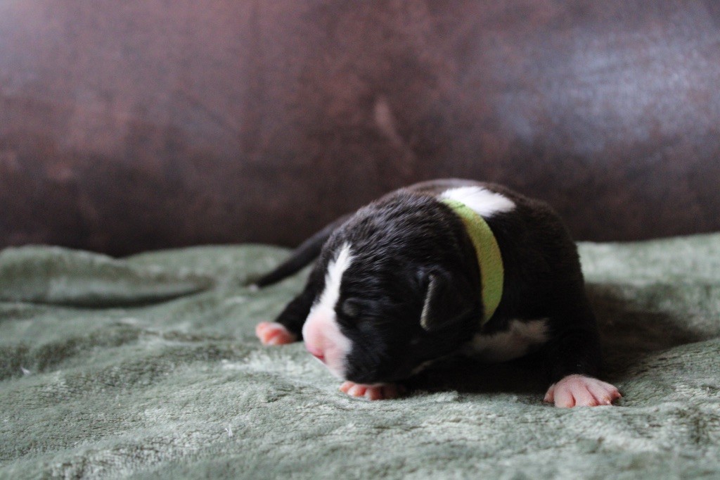 of Atomic Dog - Chiot disponible  - American Staffordshire Terrier