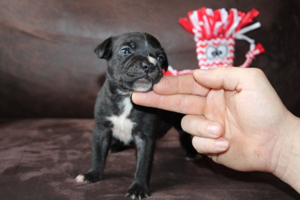 of Atomic Dog - Chiot disponible  - Staffordshire Bull Terrier