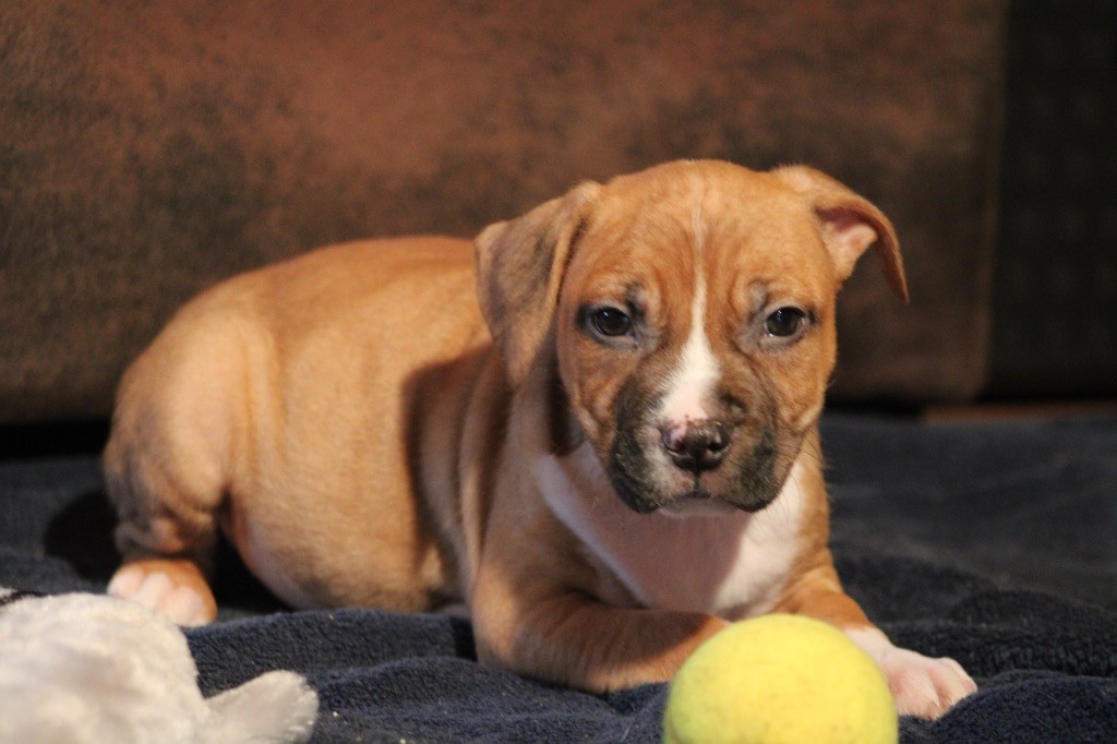 of Atomic Dog - Chiot disponible  - American Staffordshire Terrier