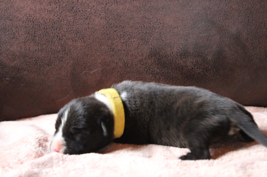 of Atomic Dog - Chiot disponible  - American Staffordshire Terrier