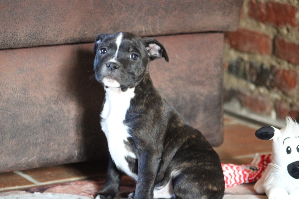 of Atomic Dog - Chiot disponible  - Staffordshire Bull Terrier