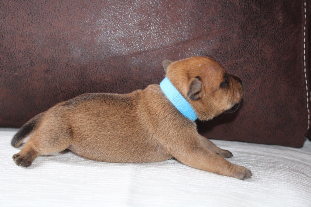 of Atomic Dog - Chiot disponible  - Staffordshire Bull Terrier