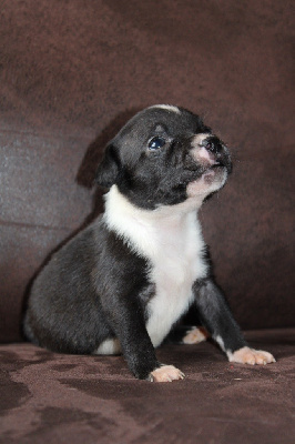 of Atomic Dog - Staffordshire Bull Terrier - Portée née le 16/10/2024