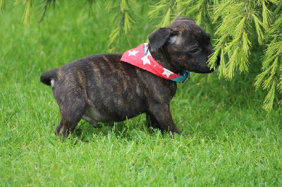 of Atomic Dog - Staffordshire Bull Terrier - Portée née le 04/03/2024