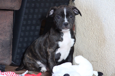 of Atomic Dog - Staffordshire Bull Terrier - Portée née le 20/09/2024