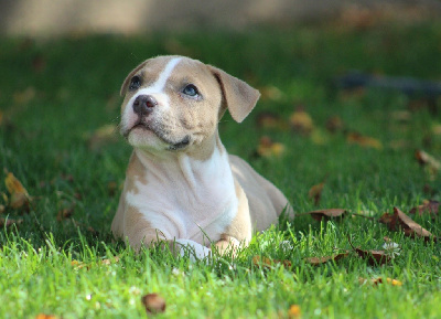 of Atomic Dog - American Staffordshire Terrier - Portée née le 29/06/2024