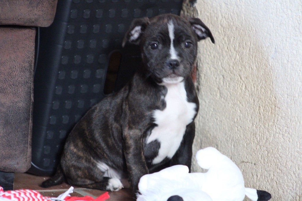 of Atomic Dog - Chiot disponible  - Staffordshire Bull Terrier