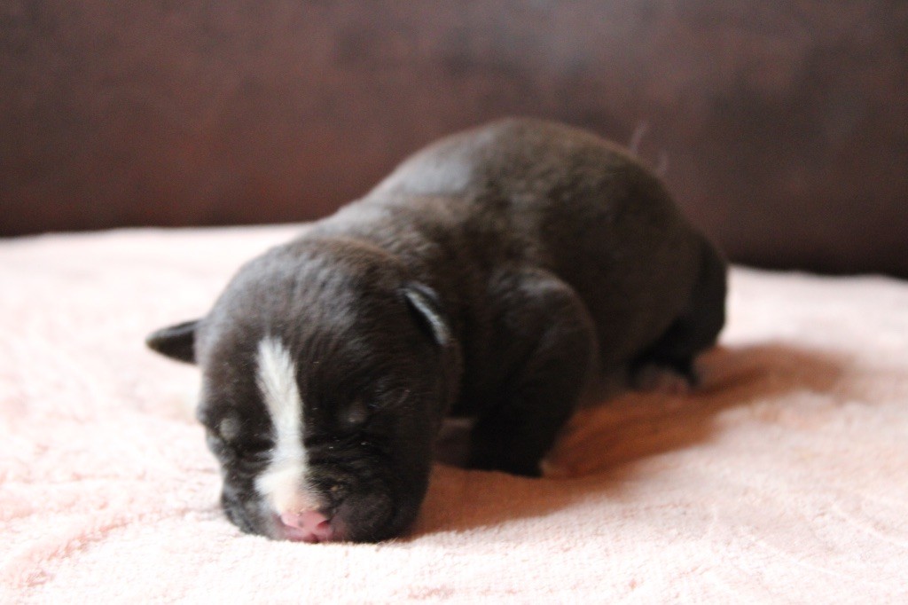 of Atomic Dog - Chiot disponible  - American Staffordshire Terrier