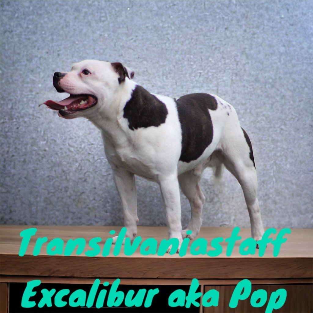 transilvania staff Excalibur