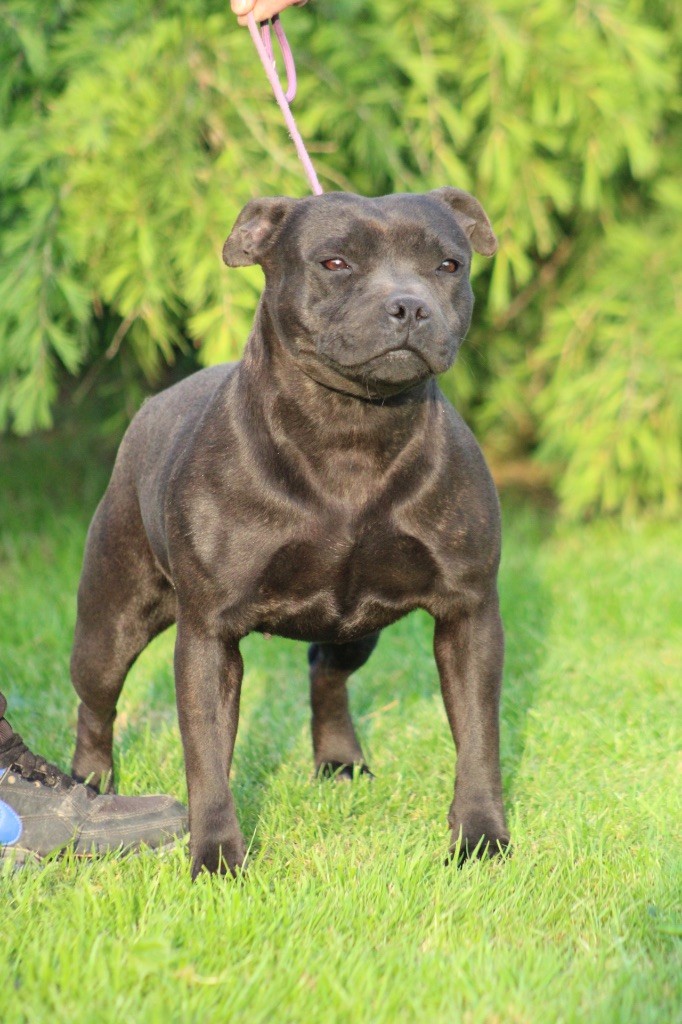 Ultra beautiful girl of Atomic Dog