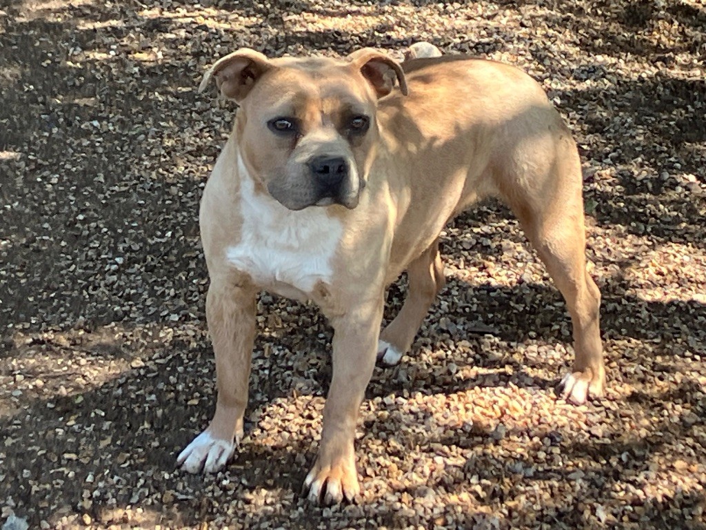 Very bad trip of Atomic Dog