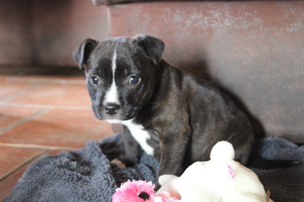 of Atomic Dog - Chiots disponibles - Staffordshire Bull Terrier