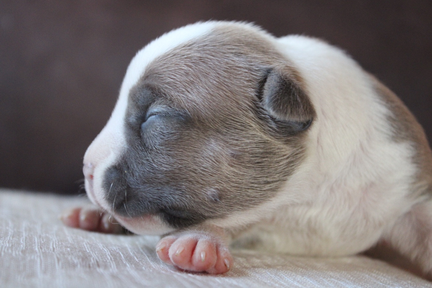 of Atomic Dog - Chiots disponibles - American Staffordshire Terrier