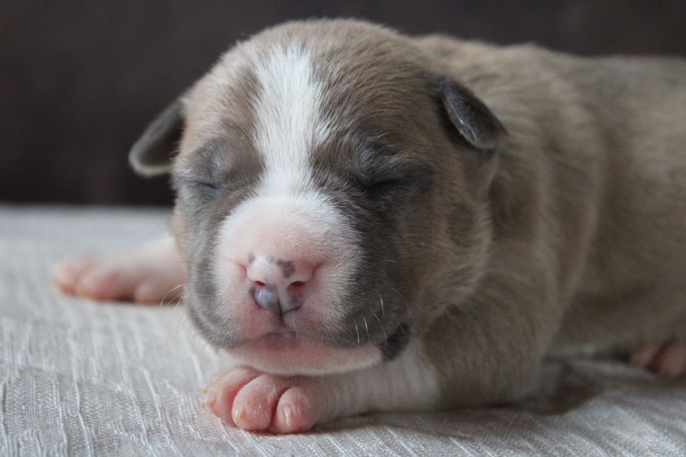 of Atomic Dog - Chiots disponibles - American Staffordshire Terrier