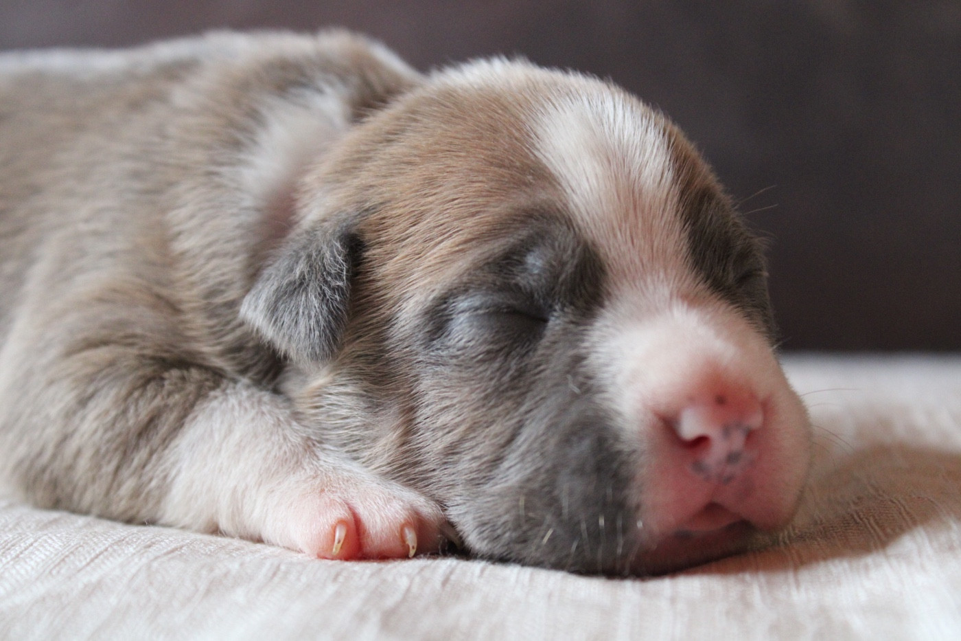 of Atomic Dog - Chiots disponibles - American Staffordshire Terrier