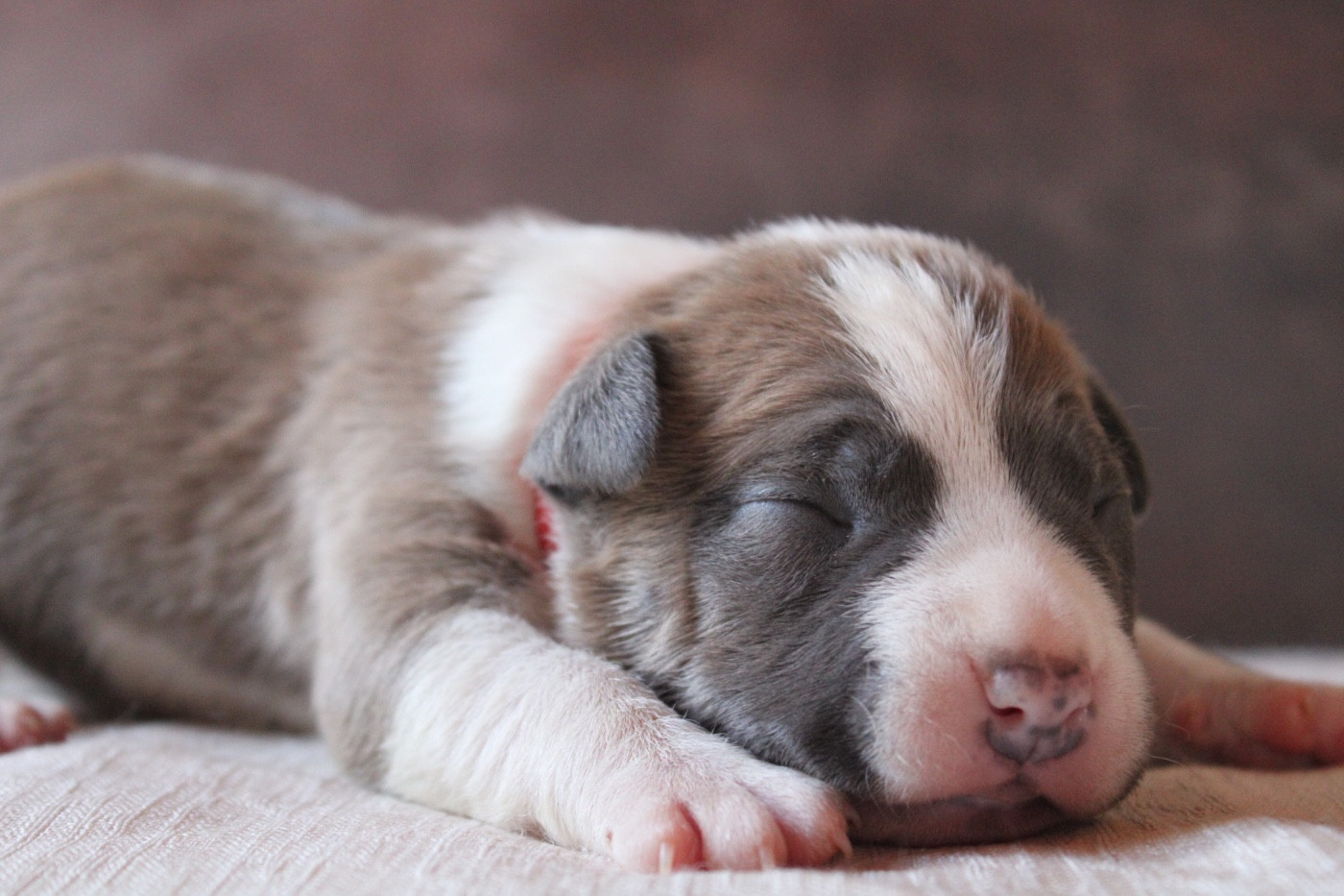 of Atomic Dog - Chiots disponibles - American Staffordshire Terrier
