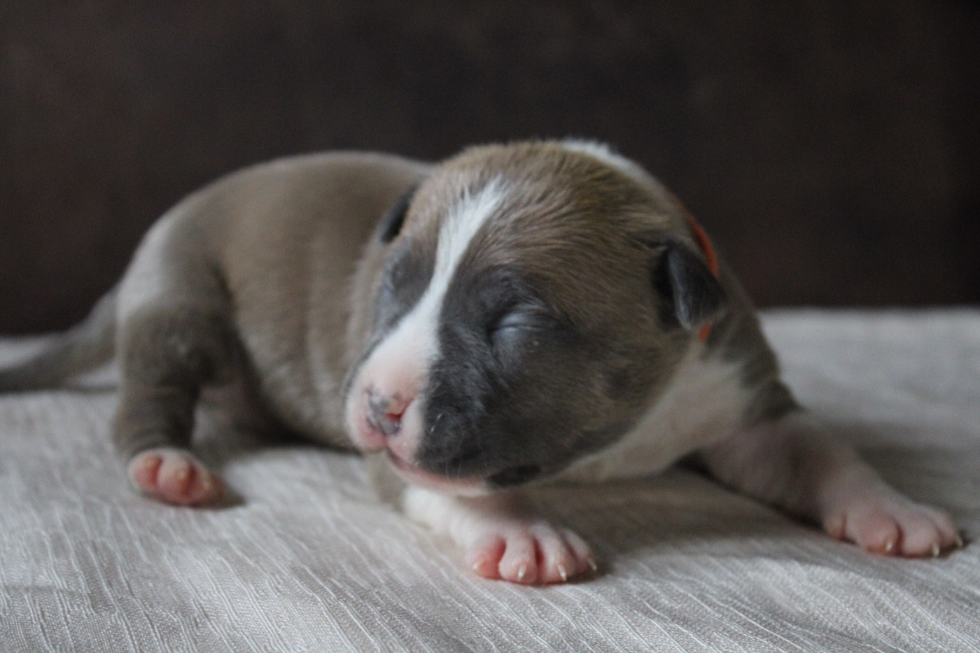 of Atomic Dog - Chiots disponibles - American Staffordshire Terrier