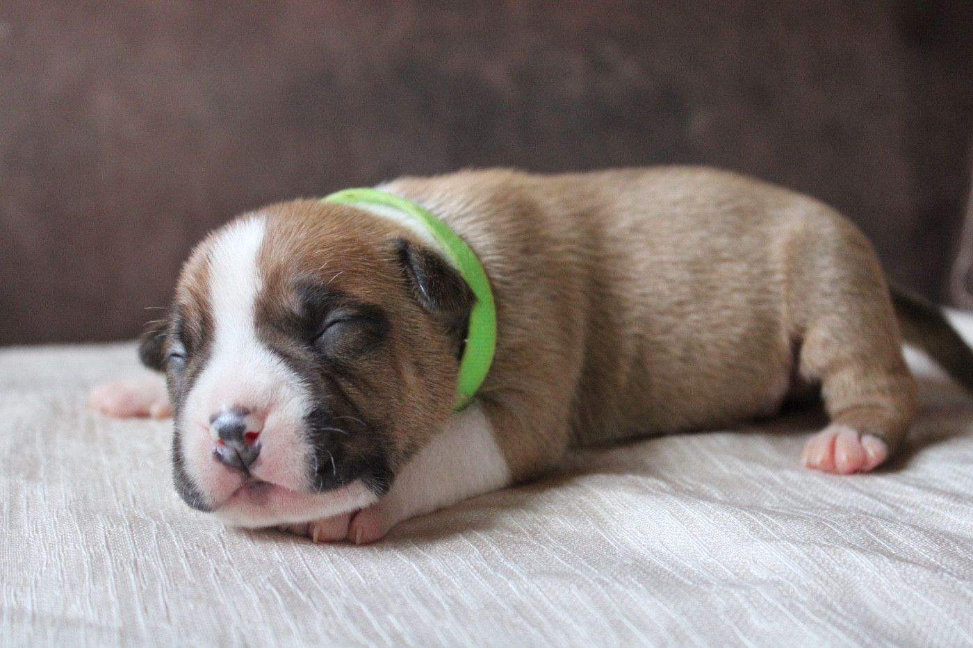 of Atomic Dog - Chiots disponibles - American Staffordshire Terrier
