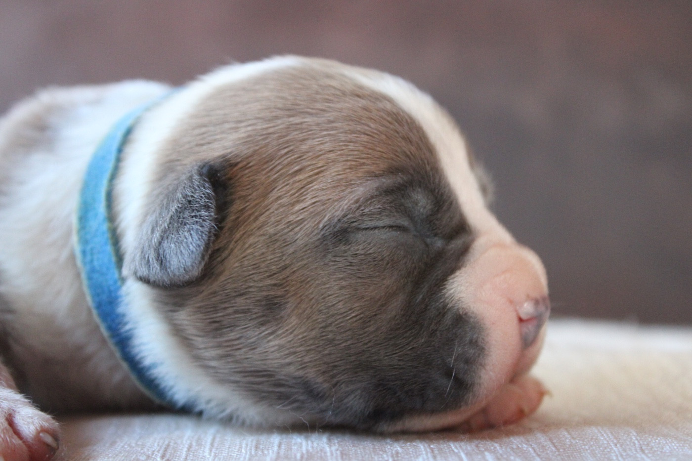 of Atomic Dog - Chiots disponibles - American Staffordshire Terrier