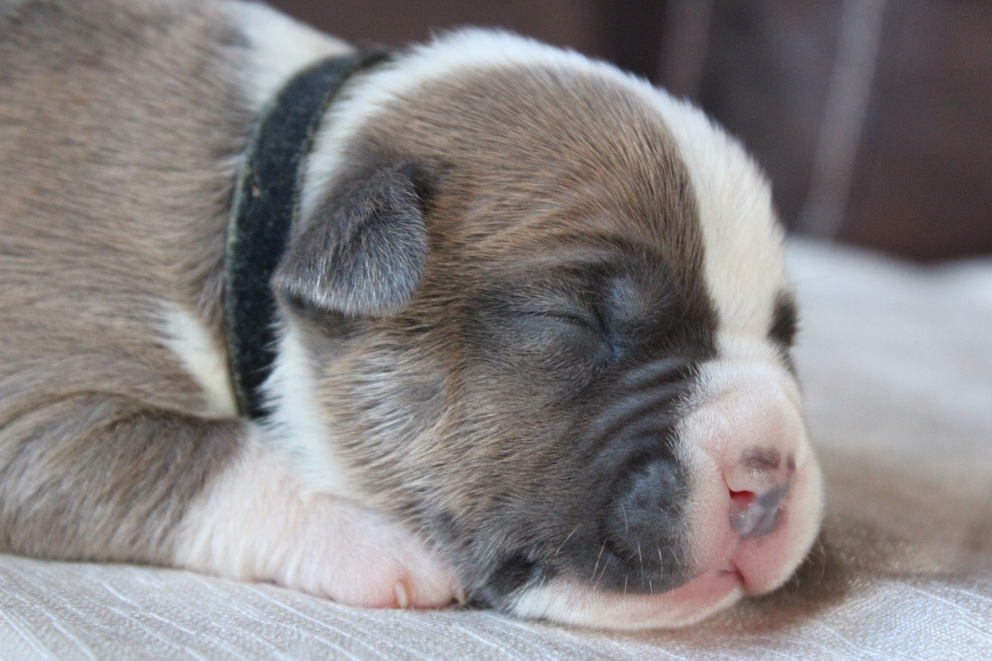of Atomic Dog - Chiots disponibles - American Staffordshire Terrier