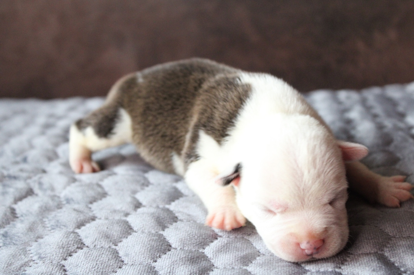 of Atomic Dog - Chiots disponibles - Staffordshire Bull Terrier