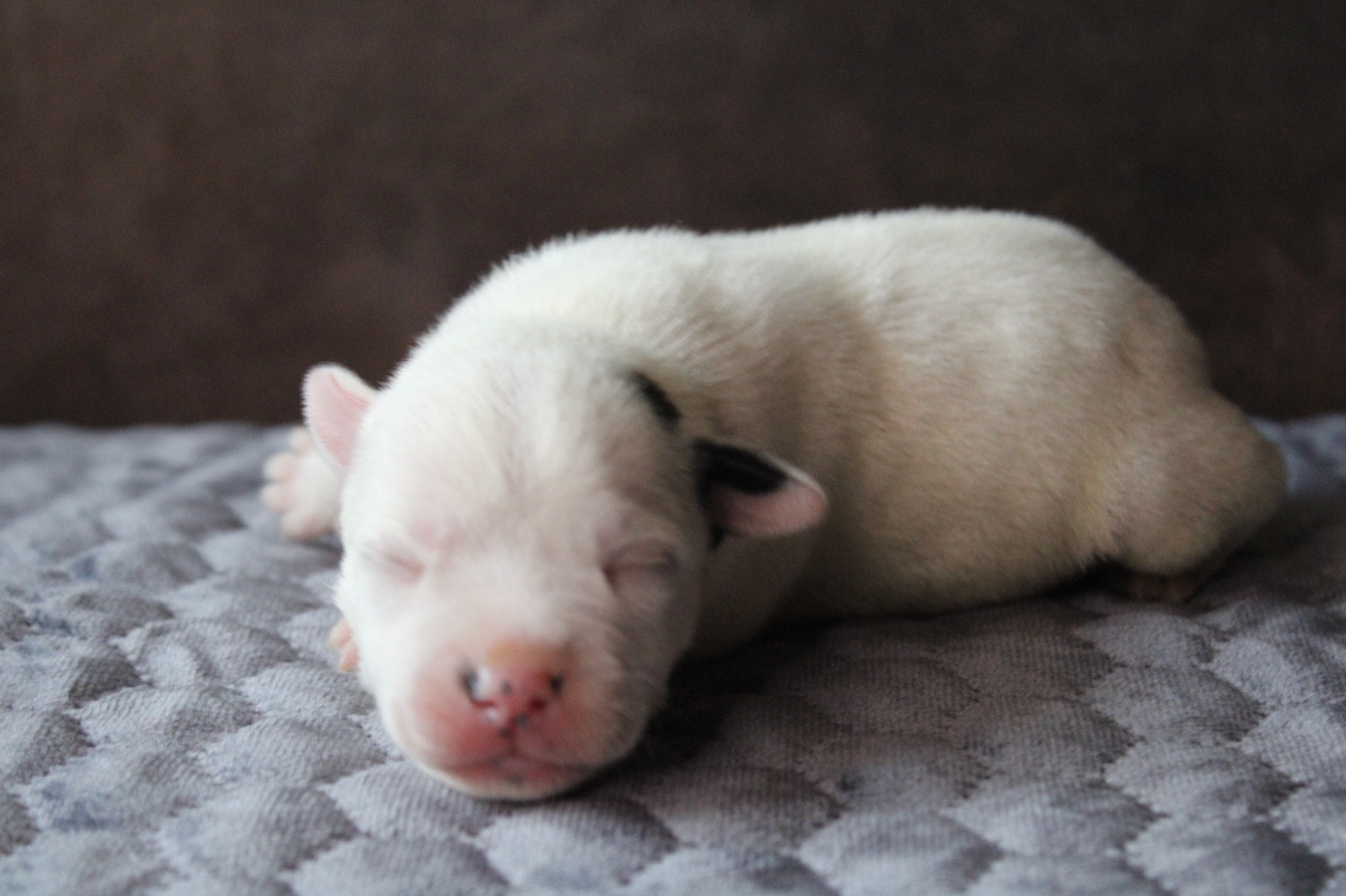 of Atomic Dog - Chiots disponibles - Staffordshire Bull Terrier