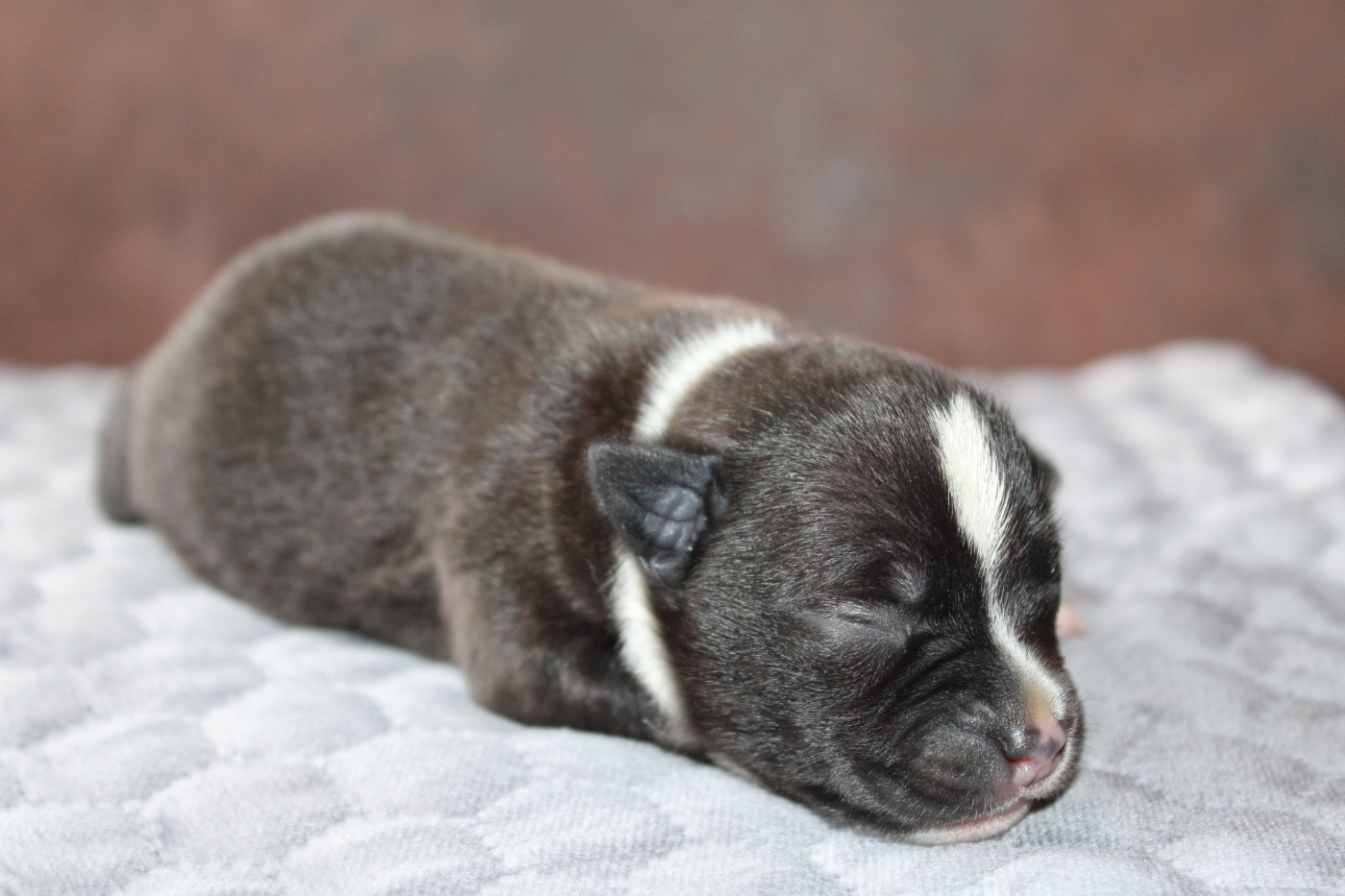 of Atomic Dog - Chiots disponibles - Staffordshire Bull Terrier