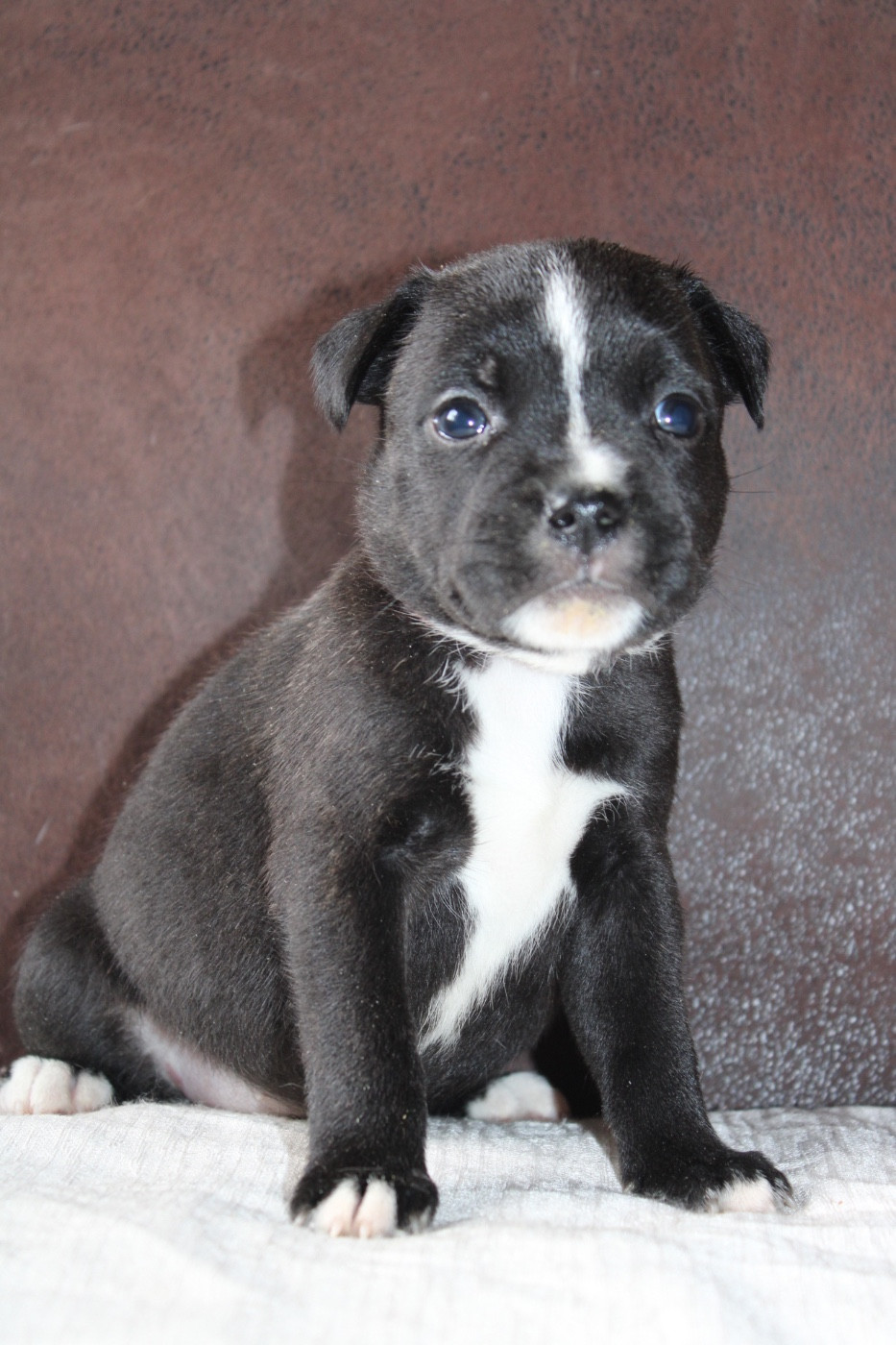 of Atomic Dog - Chiots disponibles - Staffordshire Bull Terrier