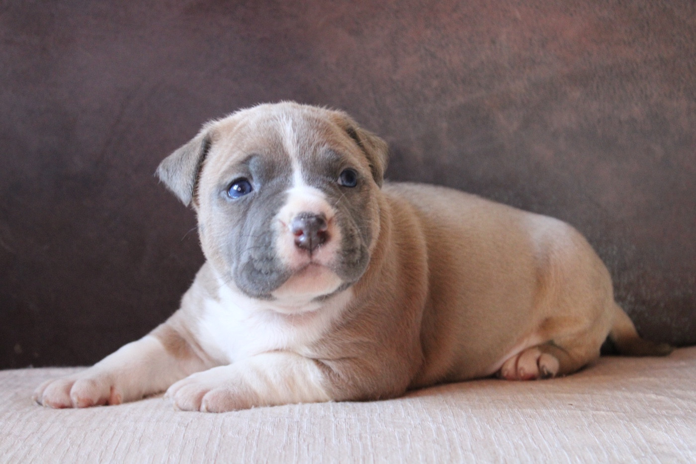 of Atomic Dog - Chiots disponibles - American Staffordshire Terrier