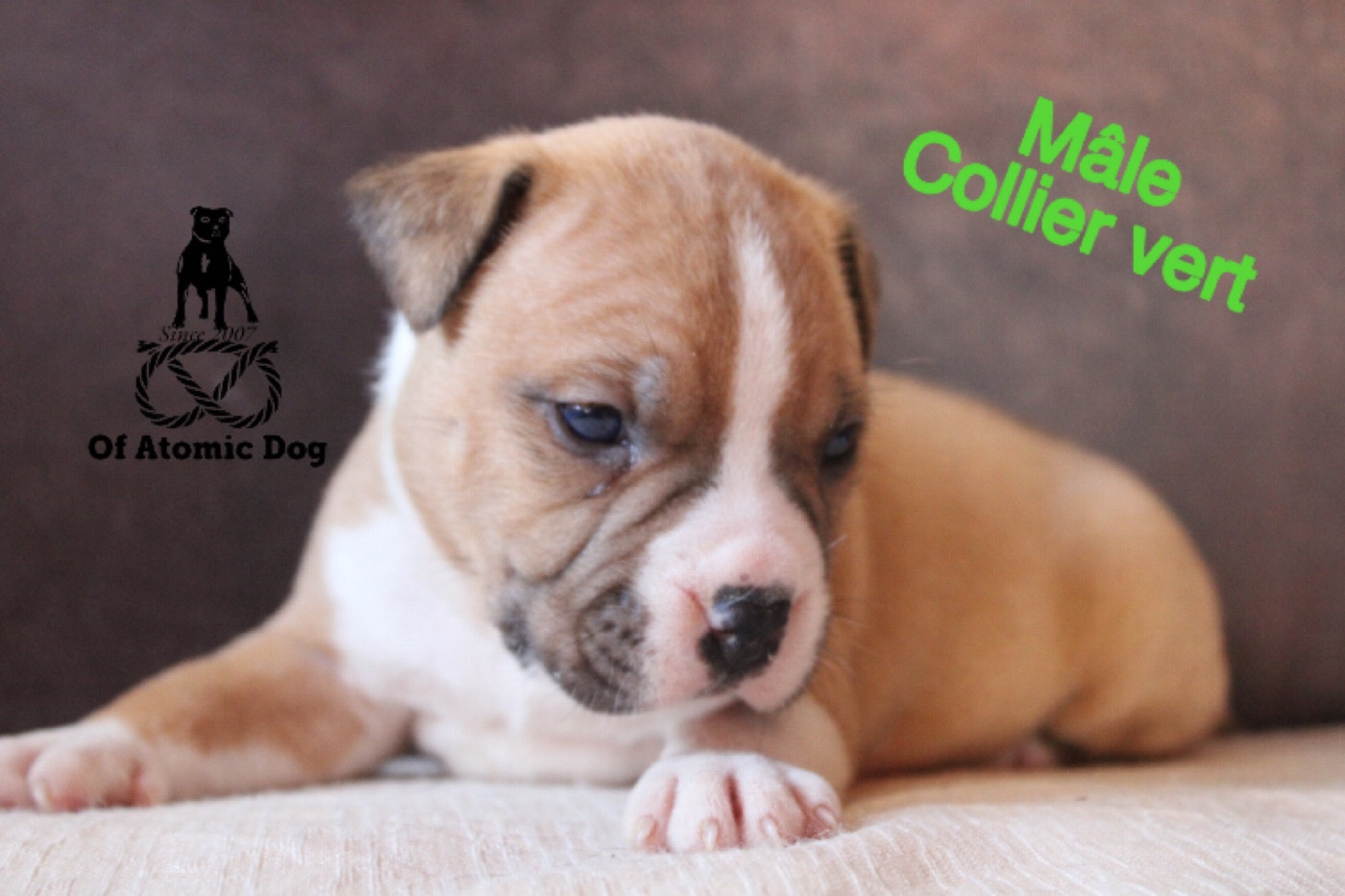 of Atomic Dog - Chiots disponibles - American Staffordshire Terrier