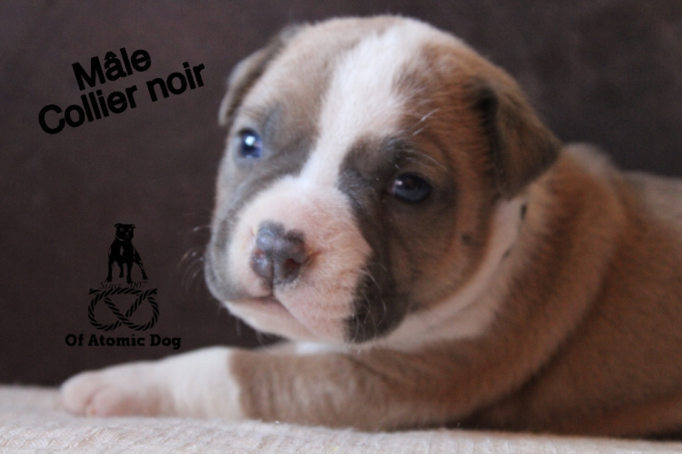 of Atomic Dog - Chiots disponibles - American Staffordshire Terrier