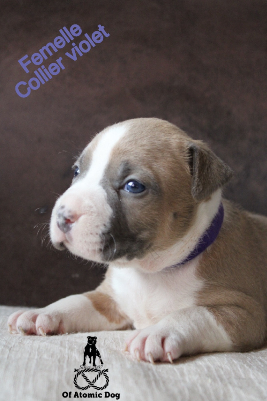 of Atomic Dog - Chiots disponibles - American Staffordshire Terrier