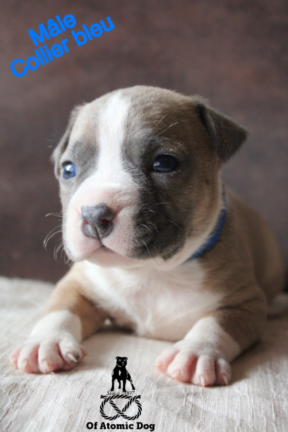 of Atomic Dog - Chiots disponibles - American Staffordshire Terrier