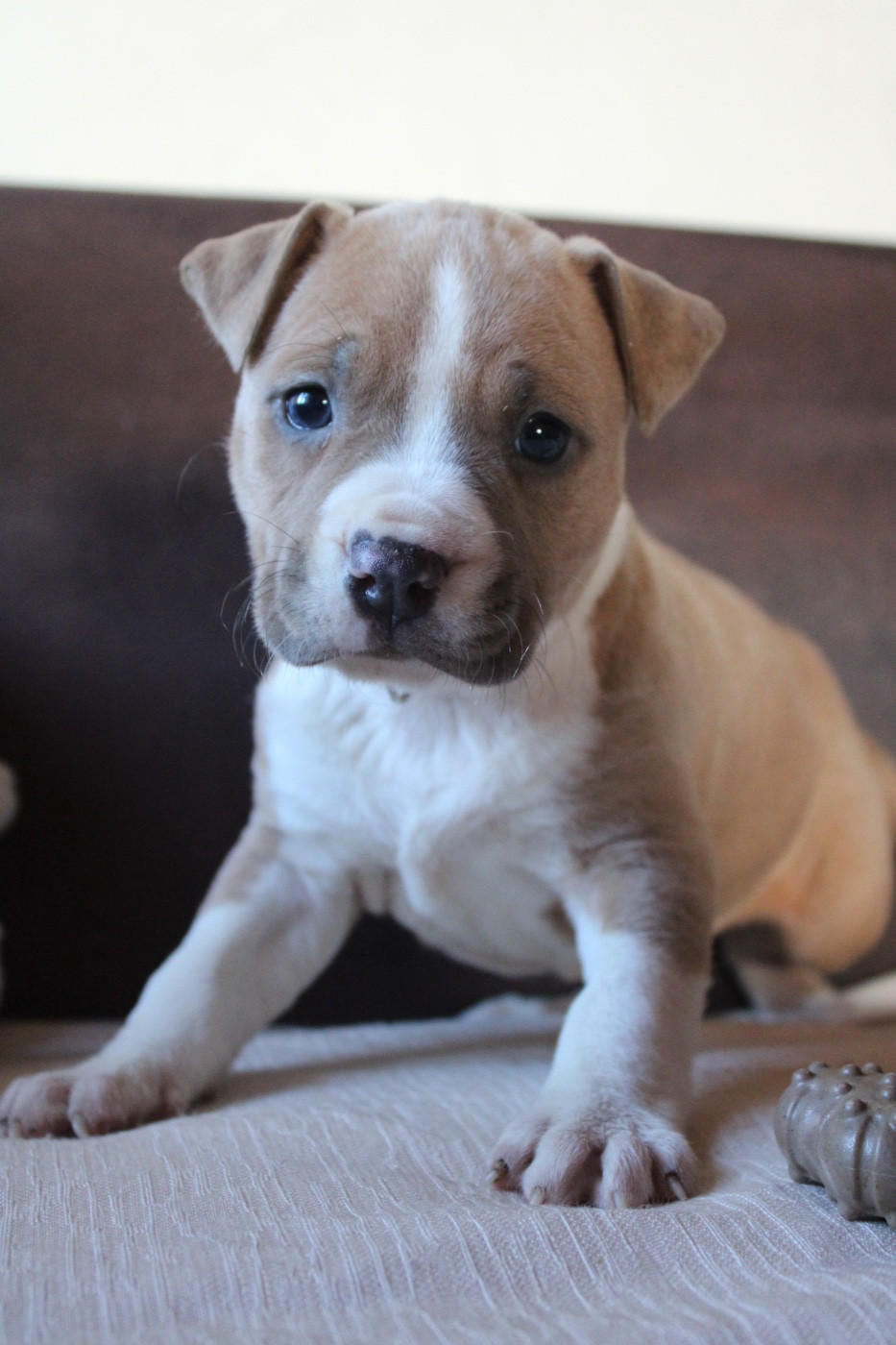 of Atomic Dog - Chiots disponibles - American Staffordshire Terrier