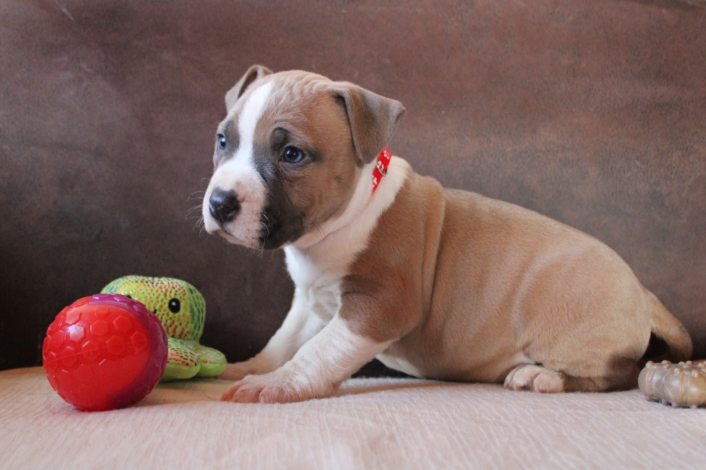 of Atomic Dog - Chiots disponibles - American Staffordshire Terrier