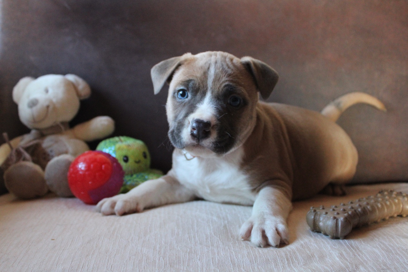 of Atomic Dog - Chiots disponibles - American Staffordshire Terrier