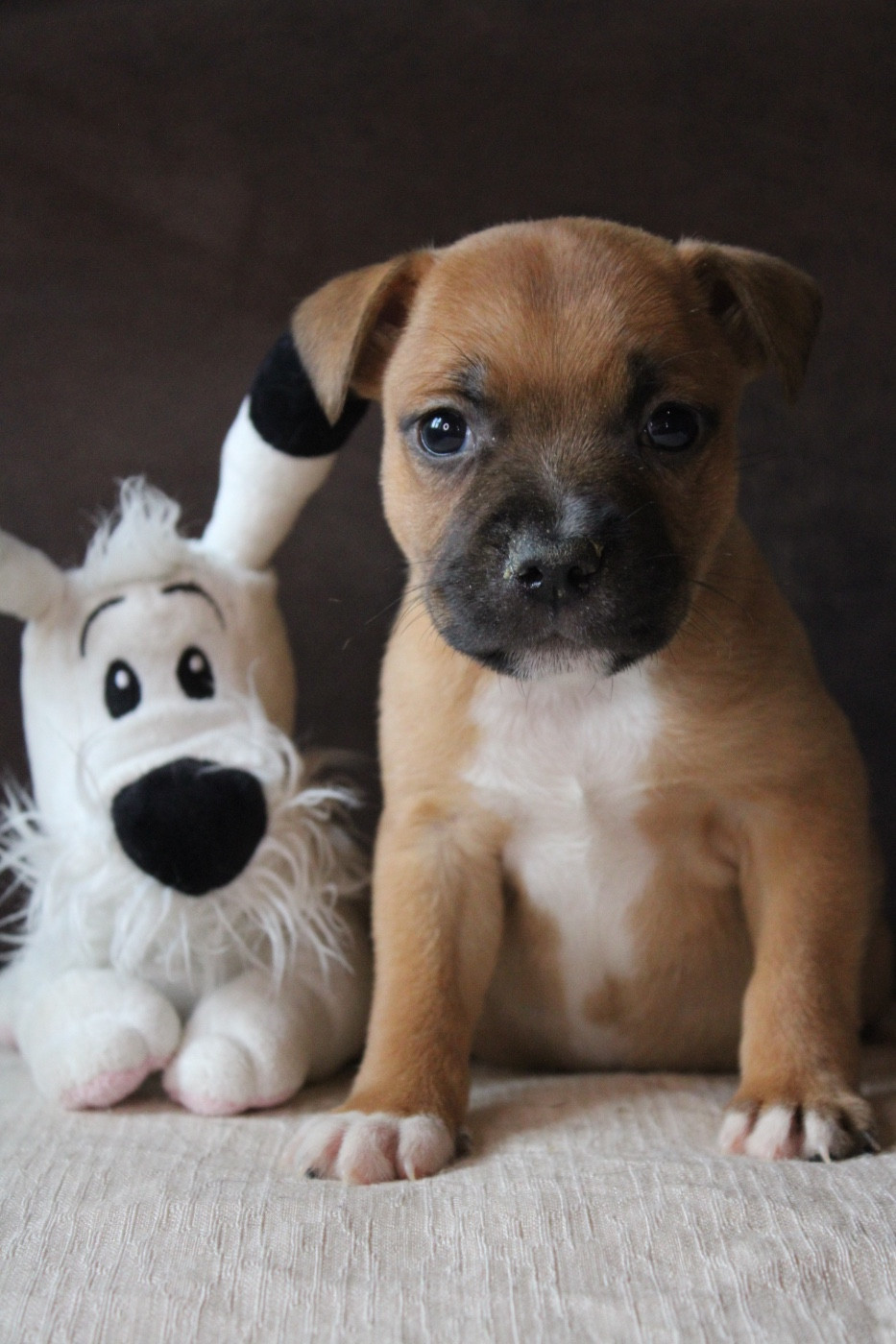 of Atomic Dog - Staffordshire Bull Terrier - Portée née le 29/09/2025