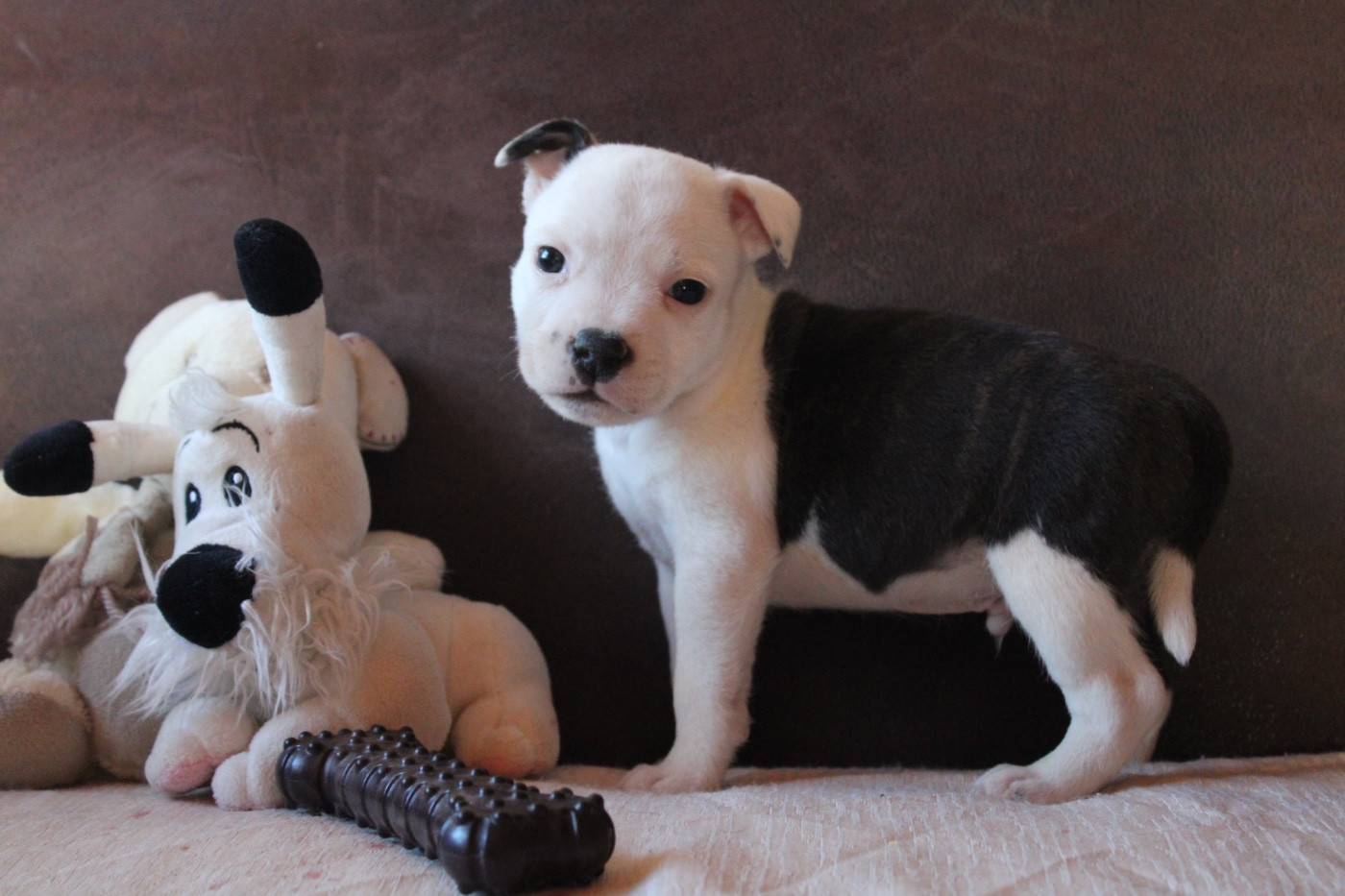 of Atomic Dog - Chiots disponibles - Staffordshire Bull Terrier