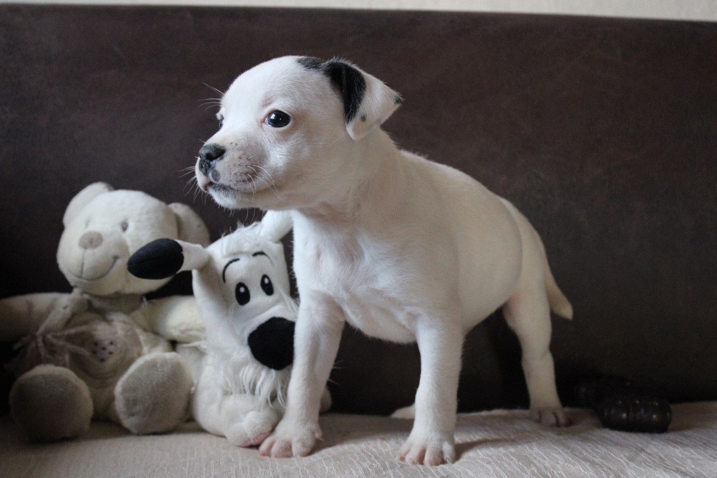 of Atomic Dog - Chiots disponibles - Staffordshire Bull Terrier