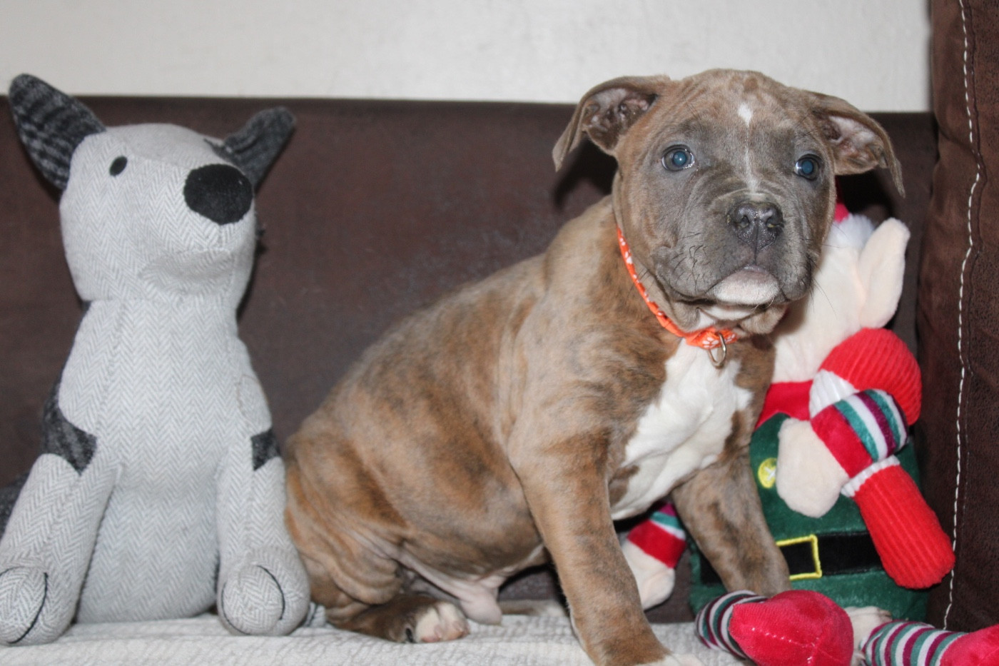 of Atomic Dog - Chiots disponibles - American Staffordshire Terrier