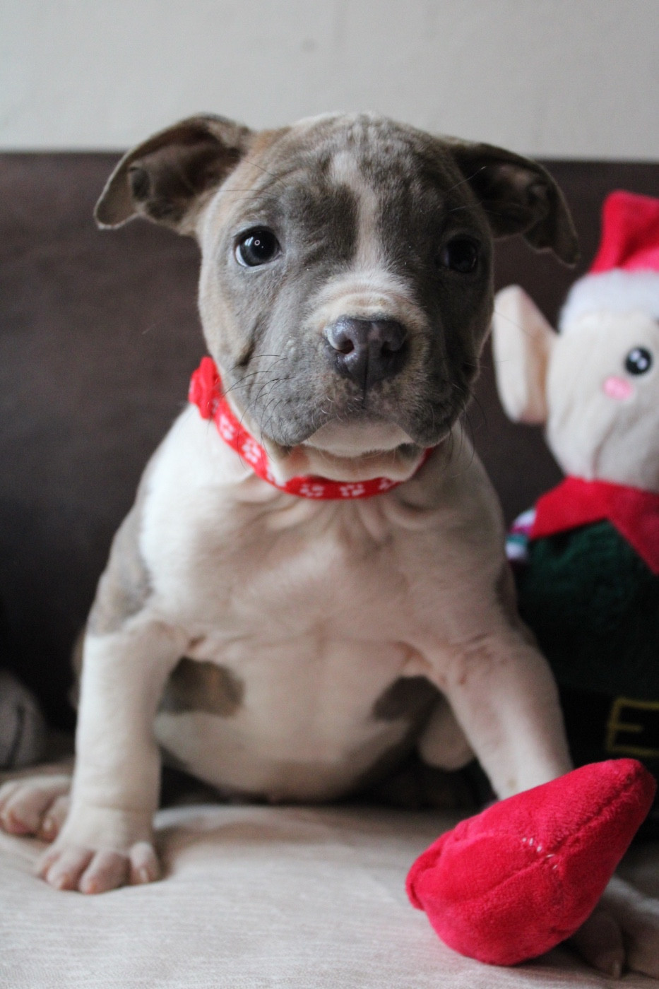 of Atomic Dog - Chiots disponibles - American Staffordshire Terrier