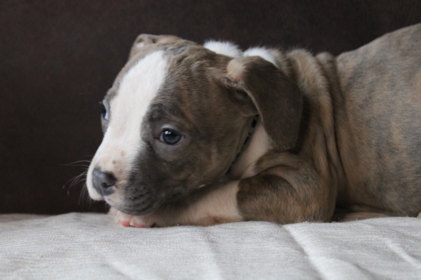 of Atomic Dog - Chiots disponibles - American Staffordshire Terrier