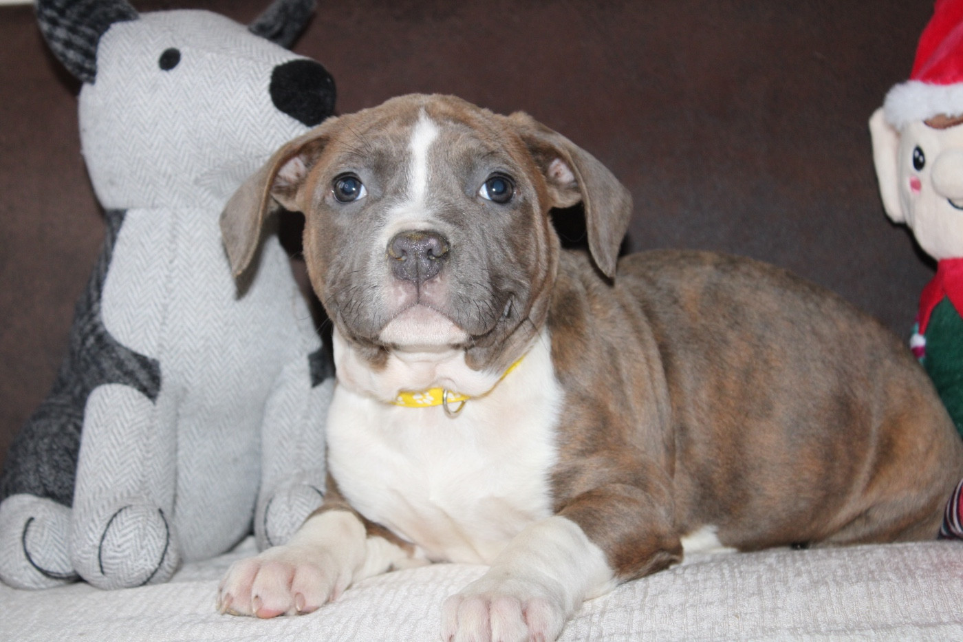of Atomic Dog - Chiots disponibles - American Staffordshire Terrier